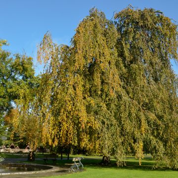 Euroopanpyökki Pendula