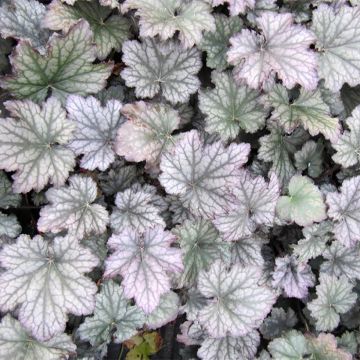 Tarhakeijunkukka Frosted Violet