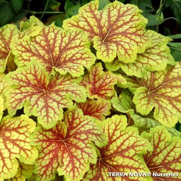 Tarhakeijunkukka Red Lightning