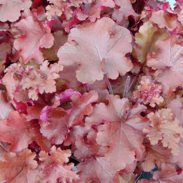 Tarhakeijunkukka Red Sea