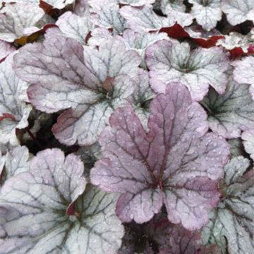 Tarhakeijunkukka Sloeberry
