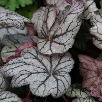 Tarhakeijunkukka Sugar Plum