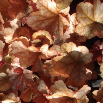 Tarhakeijunkukka Paprika