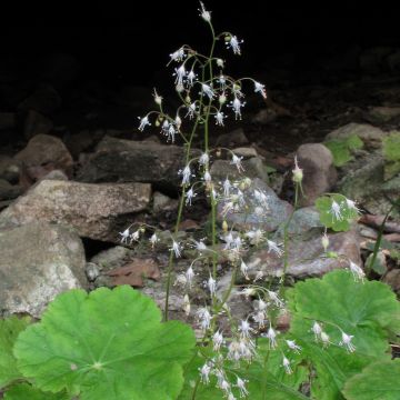 Tarhakeijunkukka - Heuchera parvifolia var. nivalis
