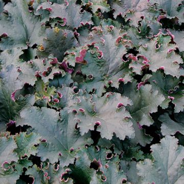 Tarhakeijunkukka Purple Petticoats