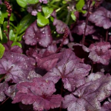 Tarhakeijunkukka Plum Royale