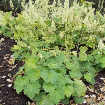 Nukkakeijunkukka - Heuchera villosa var macrorrhiza