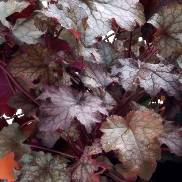 Tarhakeijunkukka Amethyst Myst