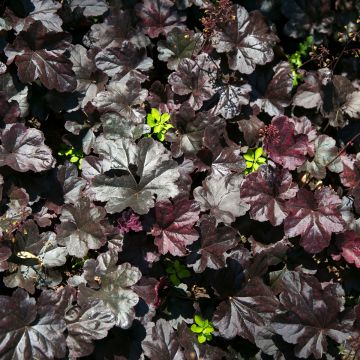 Tarhakeijunkukka Black Beauty