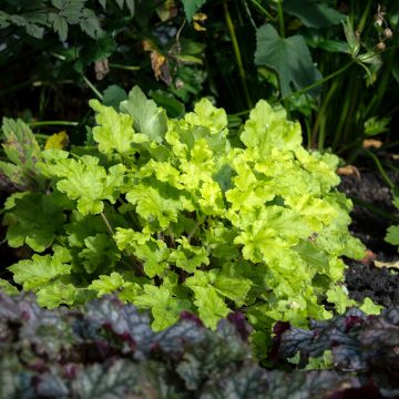 Tarhakeijunkukka Lime Marmalade