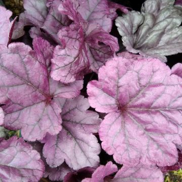 Tarhakeijunkukka Dolce Wildberry
