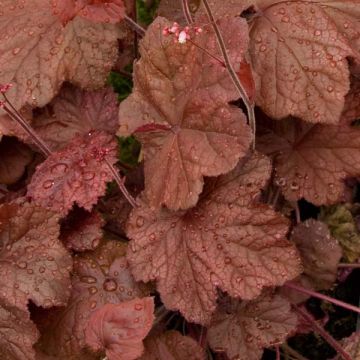 Tarhakeijunkukka Beaujolais