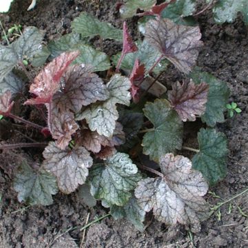 Haltiankukka - Heucherella Silver Streak