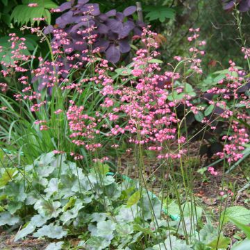 Haltiankukka - Heucherella tiarelloïdes