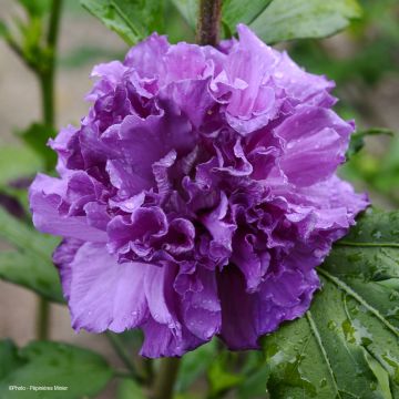 Syyrianhiiskus French Cabaret Purple