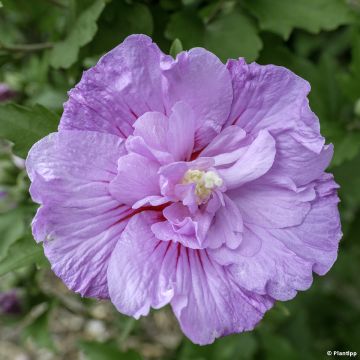 Syyrianhiiskus Lavender Chiffon