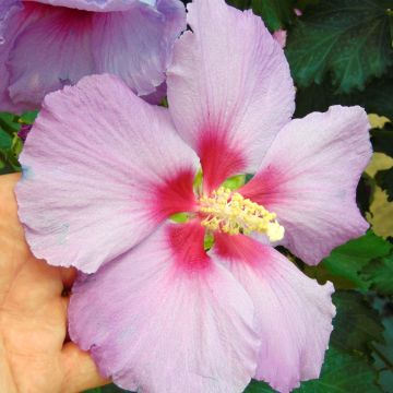 Hibiskus Rose Moon
