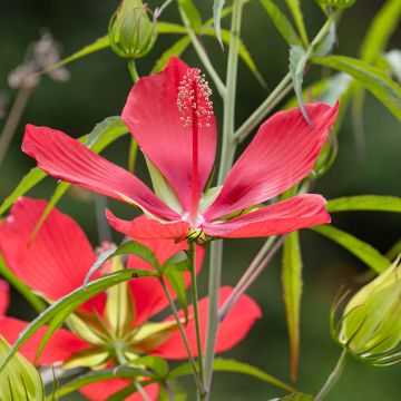 Hibiskus - Hibiscus coccineus
