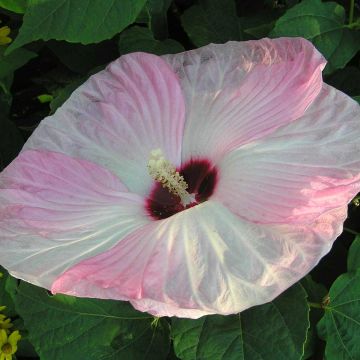 Jättihibiskus Fujin