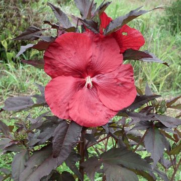 Jättihibiskus Carrousel Geant Red