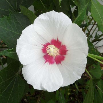 Hibiskus - Hibiscus paramutabilis