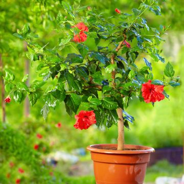 Kiinanruusu - Hibiscus rosa-sinensis