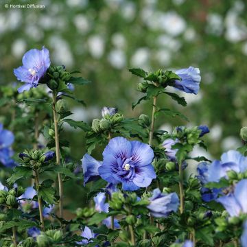 Syyrianhiiskus Beautifull Cobalt