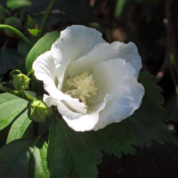 Syyrianhiiskus Diana