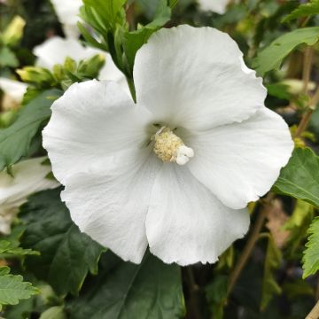 Syyrianhiiskus Eléonore