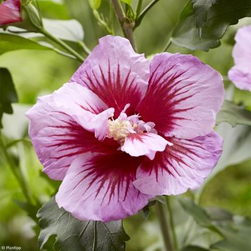 Syyrianhiiskus Flower Tower Purple