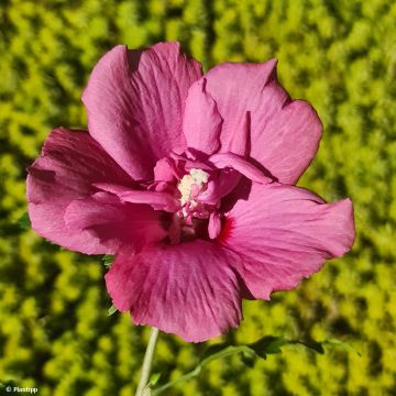 Syyrianhiiskus Flower Tower Ruby