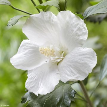 Syyrianhiiskus Flower Tower White