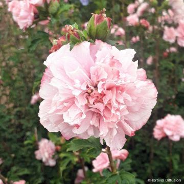 Syyrianhiiskus French Cabaret Pink