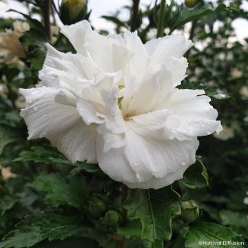 Syyrianhiiskus French White