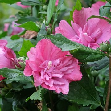 Syyrianhiiskus Magenta Chiffon