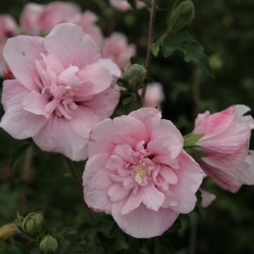 Syyrianhiiskus Pink Chiffon