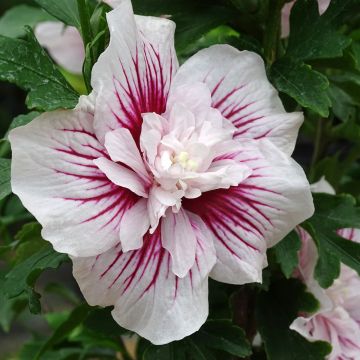 Syyrianhiiskus Starburst Chiffon