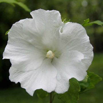 Syyrianhiiskus Totus Albus