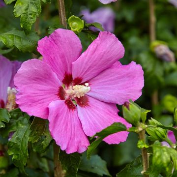Syyrianhiiskus Pink Giant