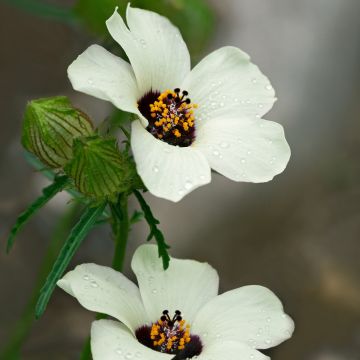 Ajannäyttäjä - Hibiscus trionum