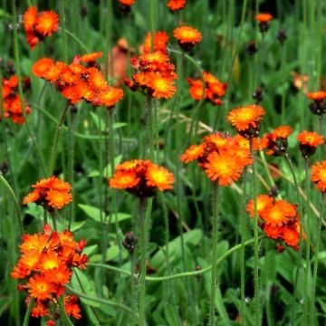 Salokeltano - Hieracium aurantiacum