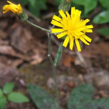Täpläkeltano - Hieracium maculatum