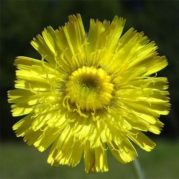 Huopavoikeltano - Hieracium pilosella