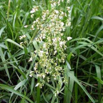 Tuoksumaarianheinä - Hierochloe odorata