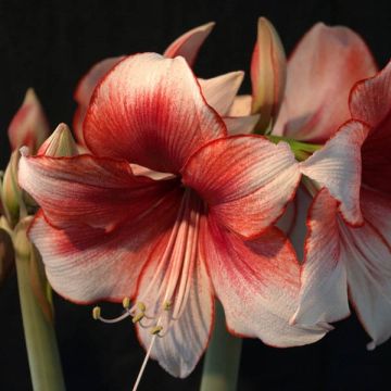 Ritarinkukka Hippeastrum charisma