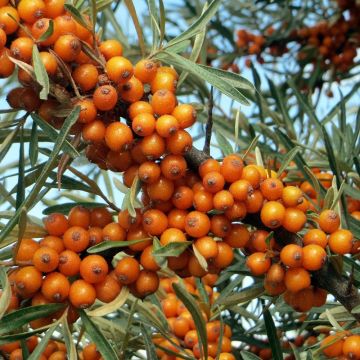 Tyrni - Hippophae rhamnoides