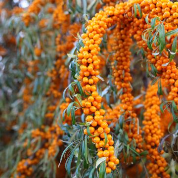 Tyrni Orange Energy