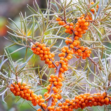Tyrni (siemenet) - Hippophae rhamnoides