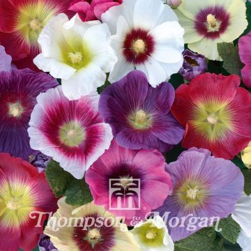Tarhasalkoruusu Halo Mixed (siemenet)
