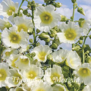 Tarhasalkoruusu Halo White (siemenet)
